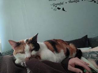 Domestic Shorthair cats - Advert 5