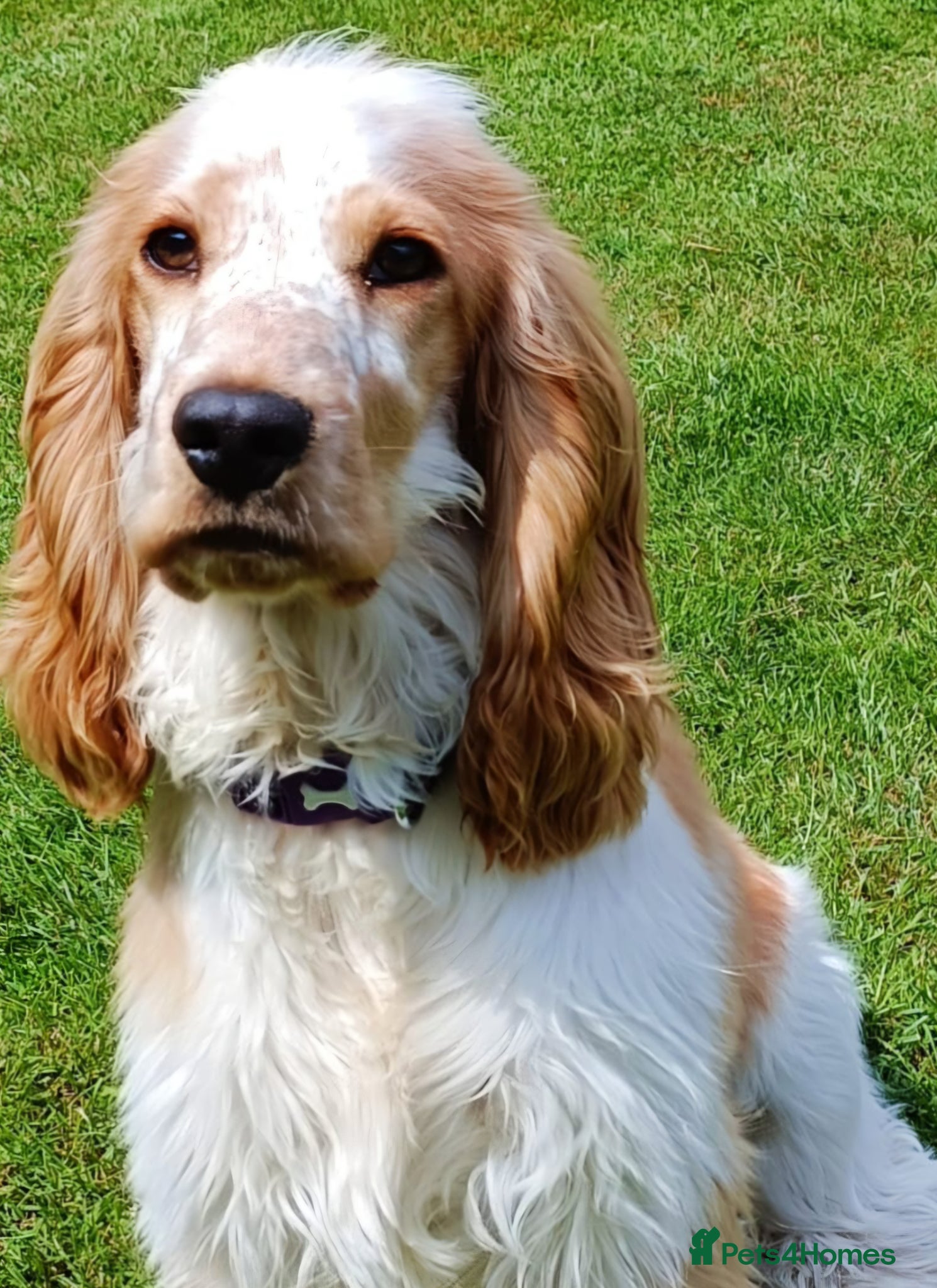 Cocker Spaniel dogs STUNNING LITTER OF KC SHOW COCKERS.. - Advert 2