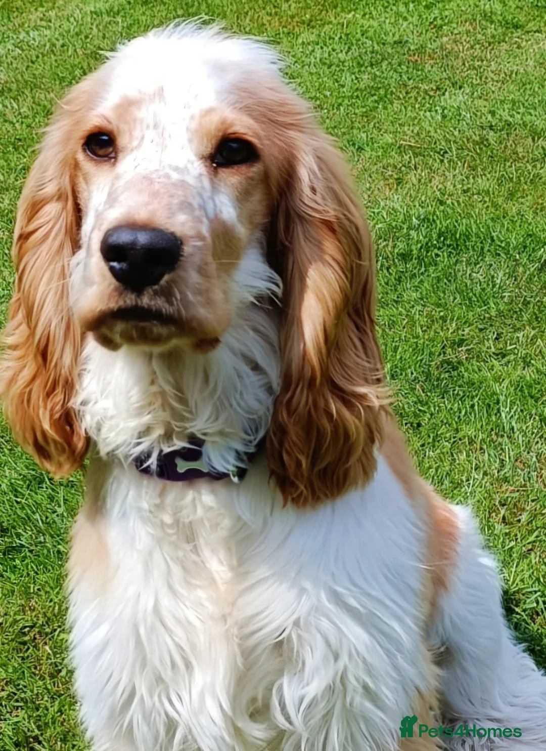 Cocker Spaniel dogs for sale: STUNNING LITTER OF KC SHOW COCKERS.. - Advert 1