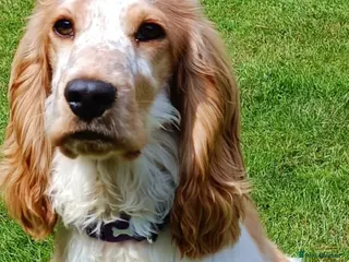 Cocker Spaniel dogs STUNNING LITTER OF KC SHOW COCKERS.. - Advert 2