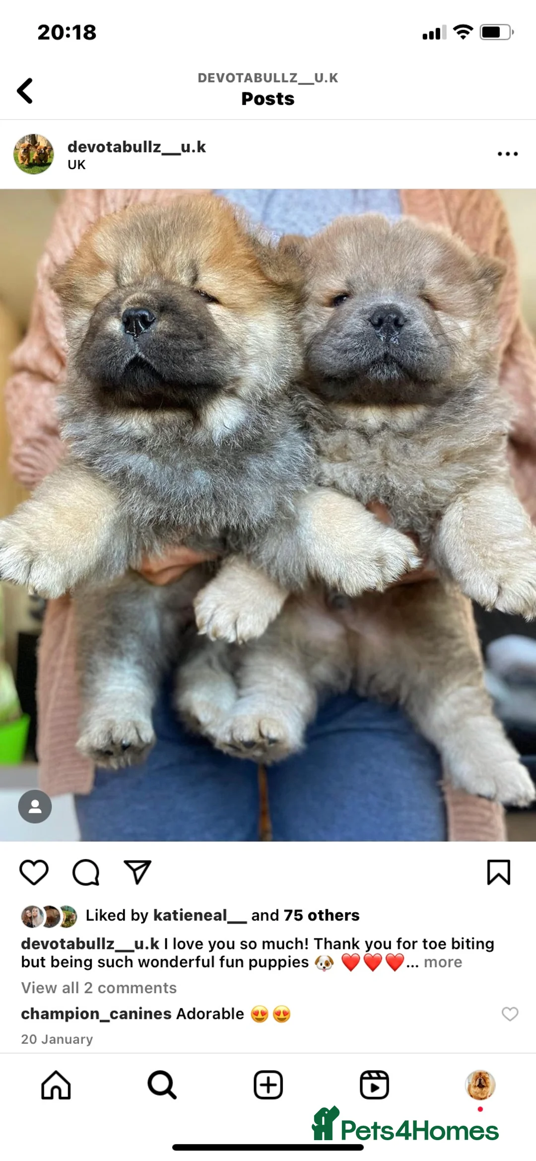 Chow Chow dogs for stud: SUMO- lilac, chocolate, rainbow producer in Cheltenham - Advert 23