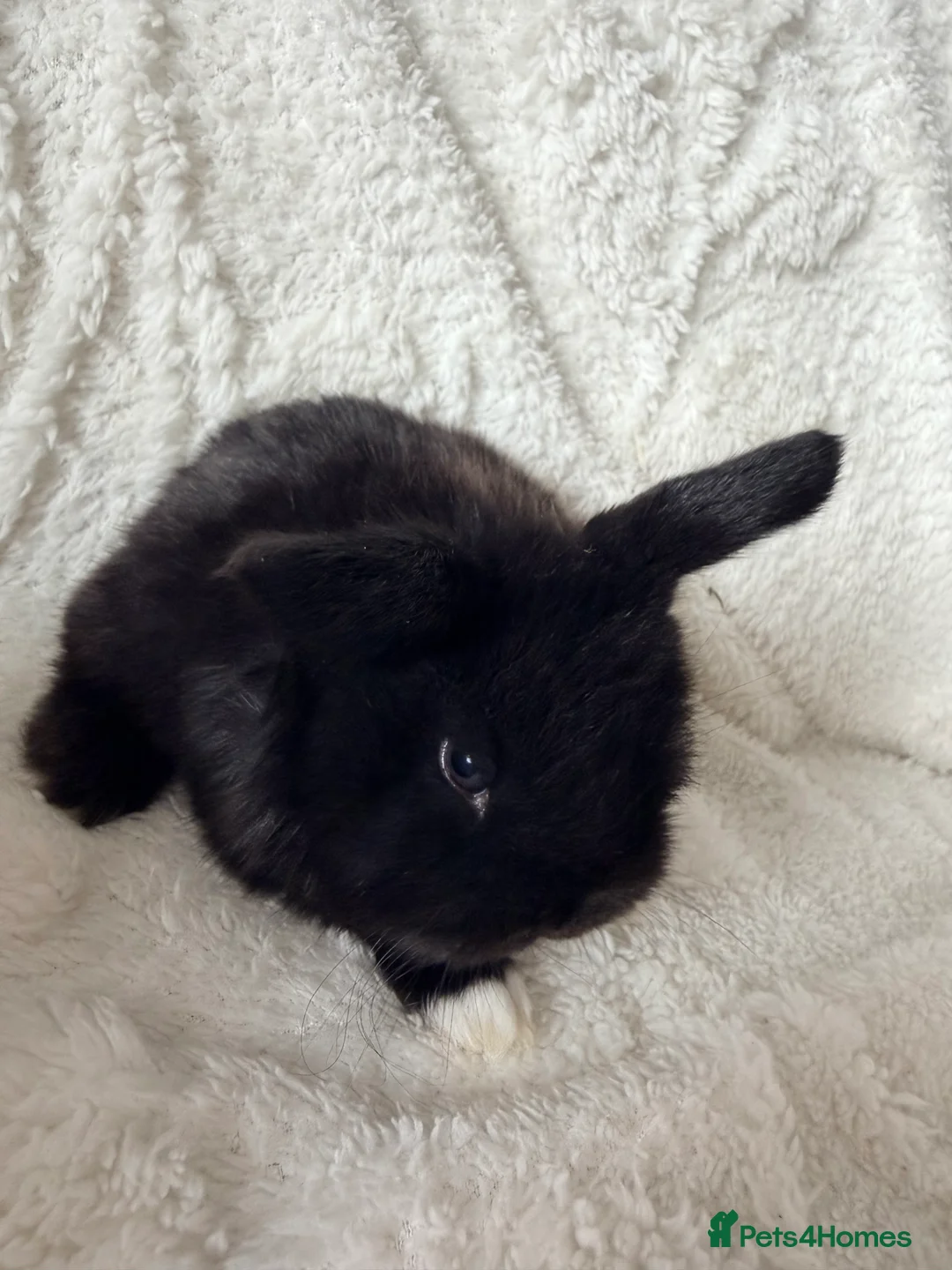 Mini Lop rabbits for sale: Mini lops - Advert 2