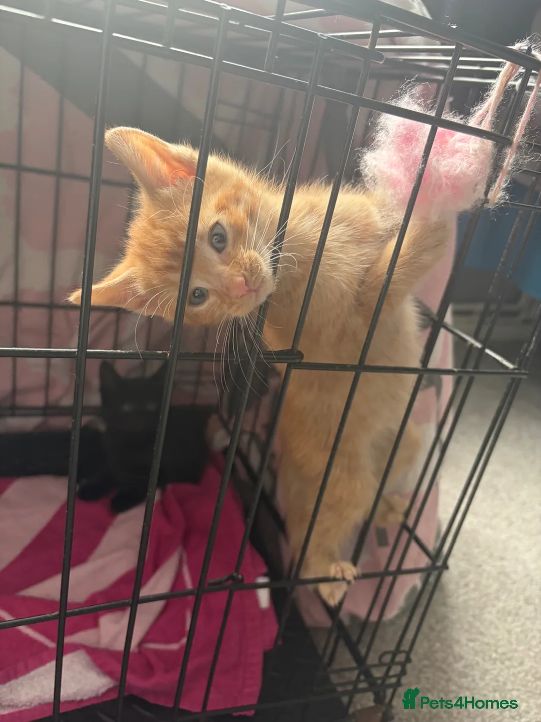 British Shorthair cats for sale: Gingy - Advert 2