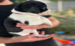 Mixed Breed dogs for sale: Mix breed puppies - Image 2