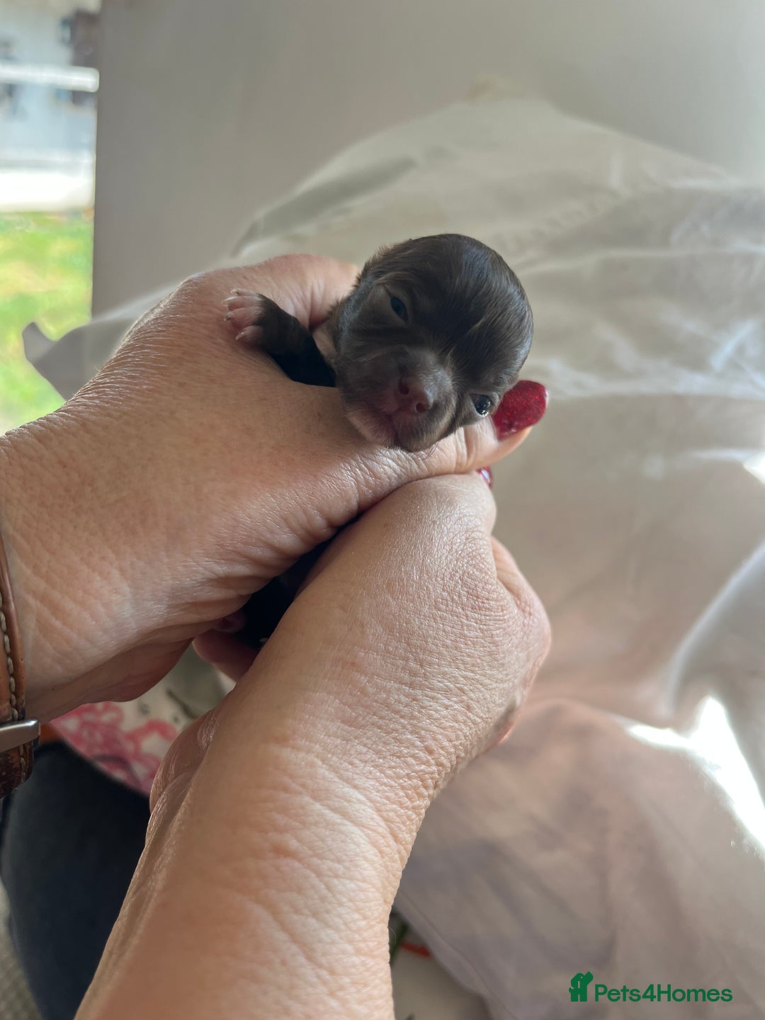 Chihuahua dogs for sale: Rare chocolate chihuahua puppies - Image 4
