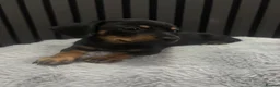 Chiweenie dogs for sale: Cute Chiweenie Boys - Advert 13