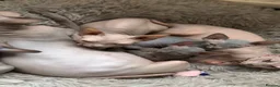 Sphynx cats for sale: Sphynx kittens  - Advert 14