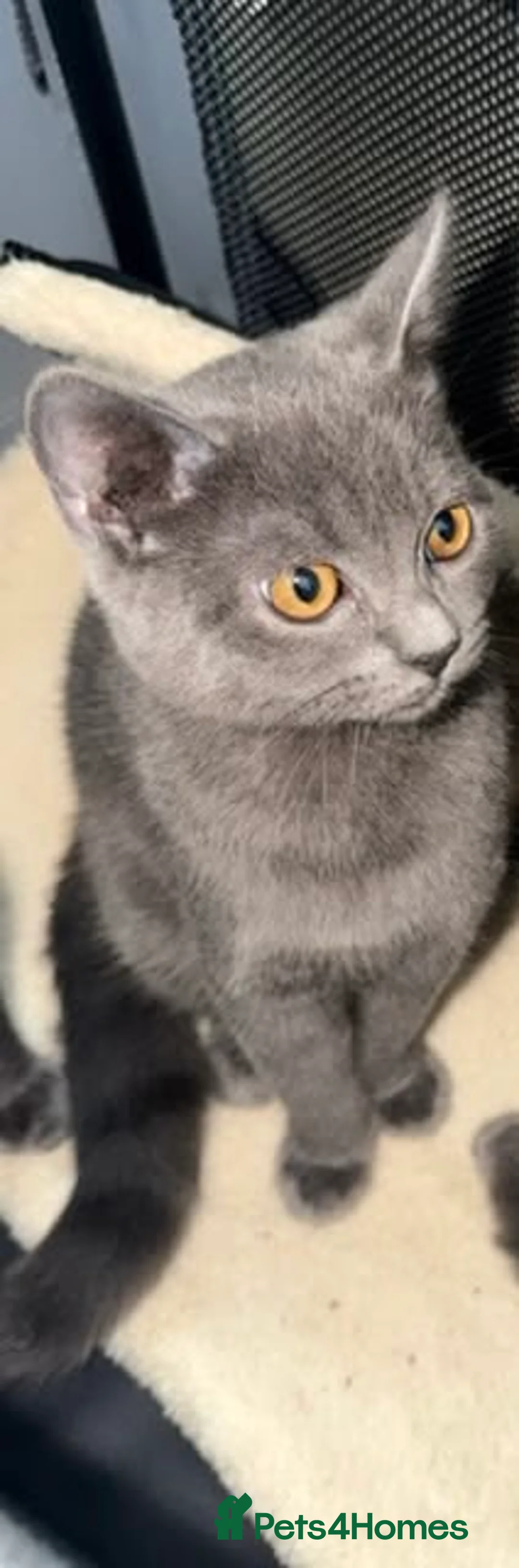British Shorthair cats for sale: Gorgeous British blue x Russian blue  - Advert 10