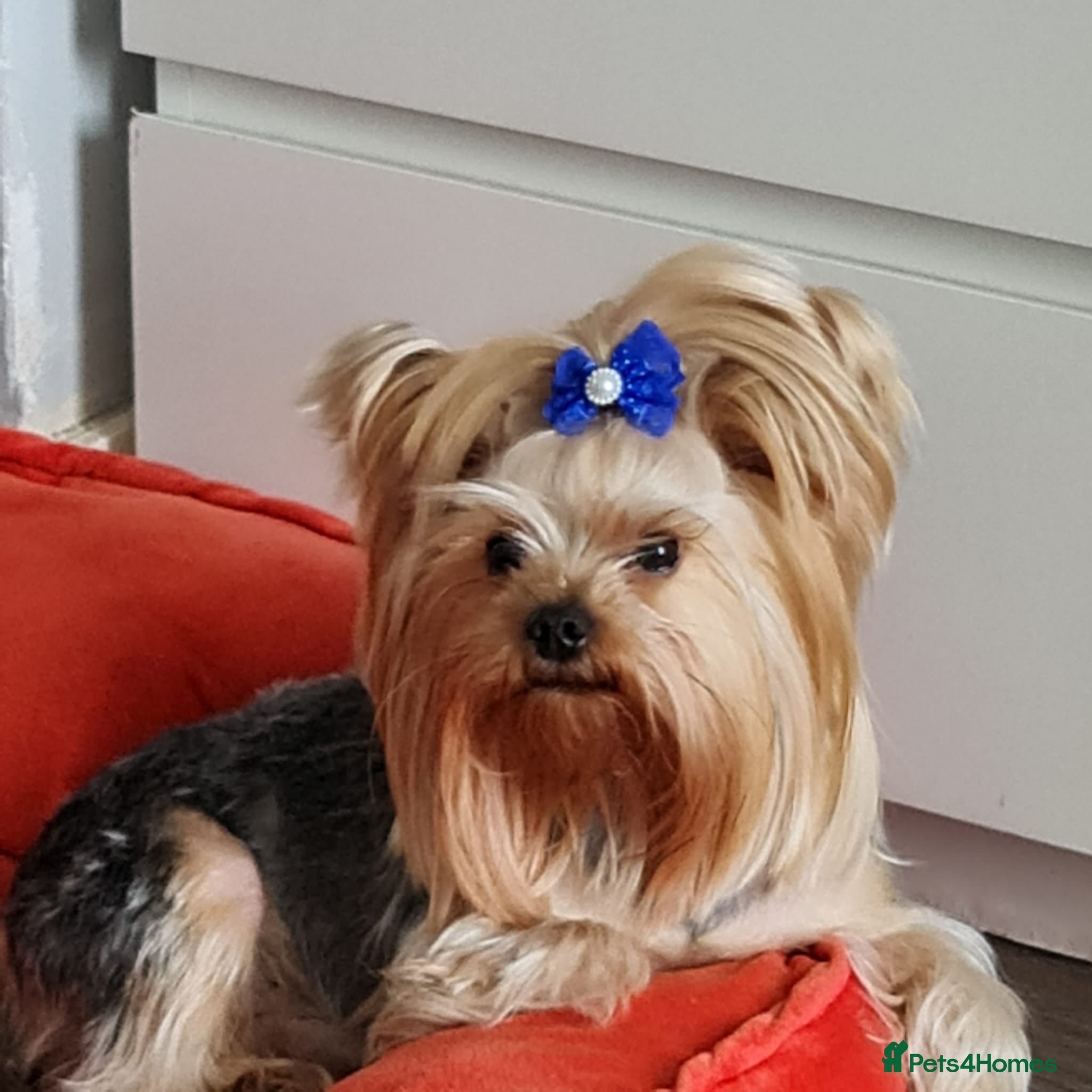 Yorkshire Terrier dogs YORKSHIRE TERRIER 🐶FULL KC REG.🐶 in London - Advert 5