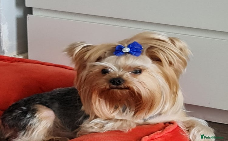 Yorkshire Terrier dogs in London - Advert 20