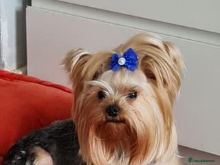 Yorkshire Terrier dogs YORKSHIRE TERRIER 🐶FULL KC REG.🐶 in London - Advert 12