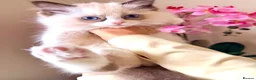 Ragdoll cats for sale: ✨️🏆 🧸🤎ReadyNow Eu ChampLine Tica Reg Ragdolls  - Advert 31