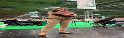 Miniature Dachshund dogs for sale: Show type mini longhair Boy from Crufts finalist  - Advert 21