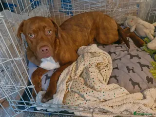 Mixed Breed dogs Bella Bella Cane corso cross 6 month old female - Advert 18