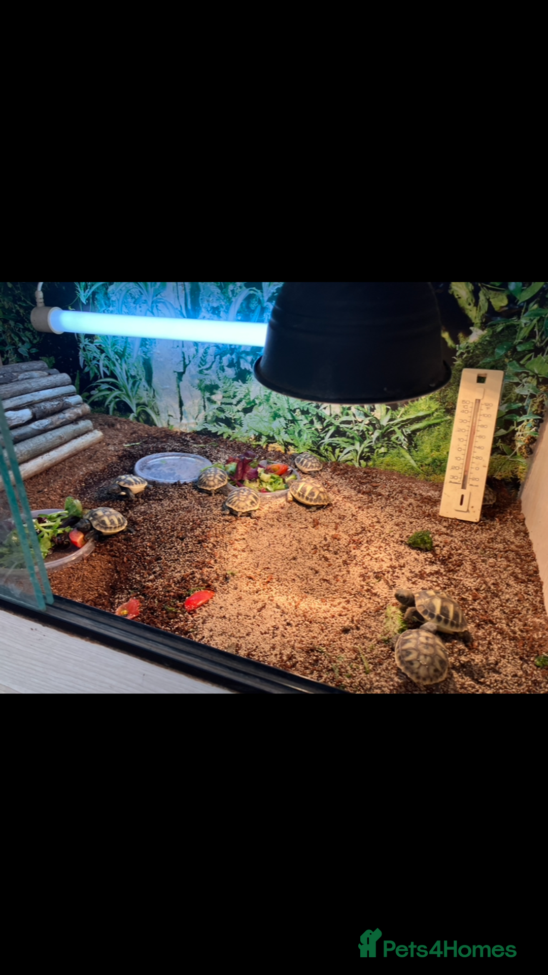 Hermann Tortoise reptiles for sale: Herman tortoise hatchlings  - Image 4