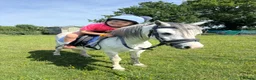Welsh Section A horses for sale: Ideal first pony/LR - 5 year old gelding  in Rugby - Advert 3