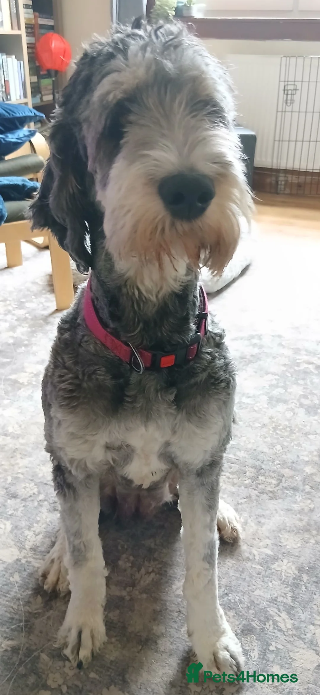 Bernedoodle dogs for sale: F2b midi Bernedoodle  - Advert 2