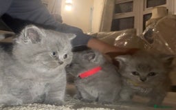 British Shorthair cats for sale: Beautiful British short hair kittens  - Image 11