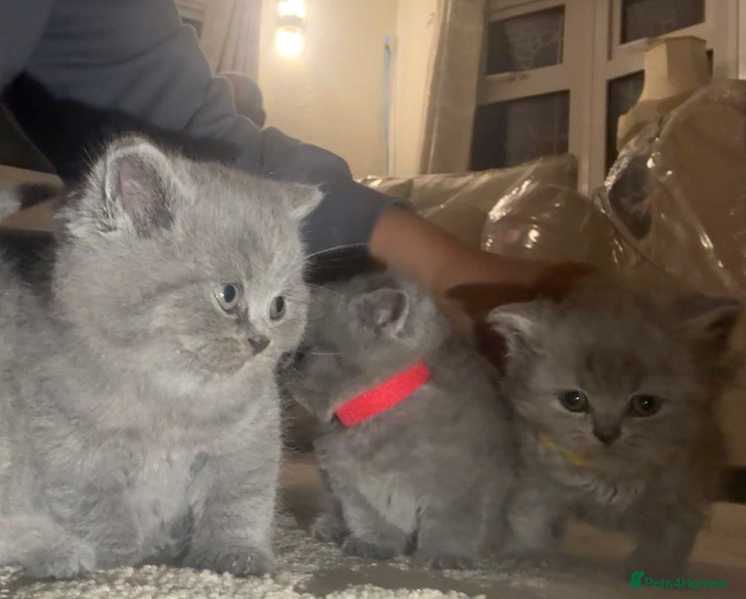 British Shorthair cats for sale: Beautiful British short hair kittens  - Image 11