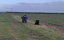 Labrador Retriever dogs for sale: KC Reg Fully Health Tested Black Labrador Puppies - Image 28