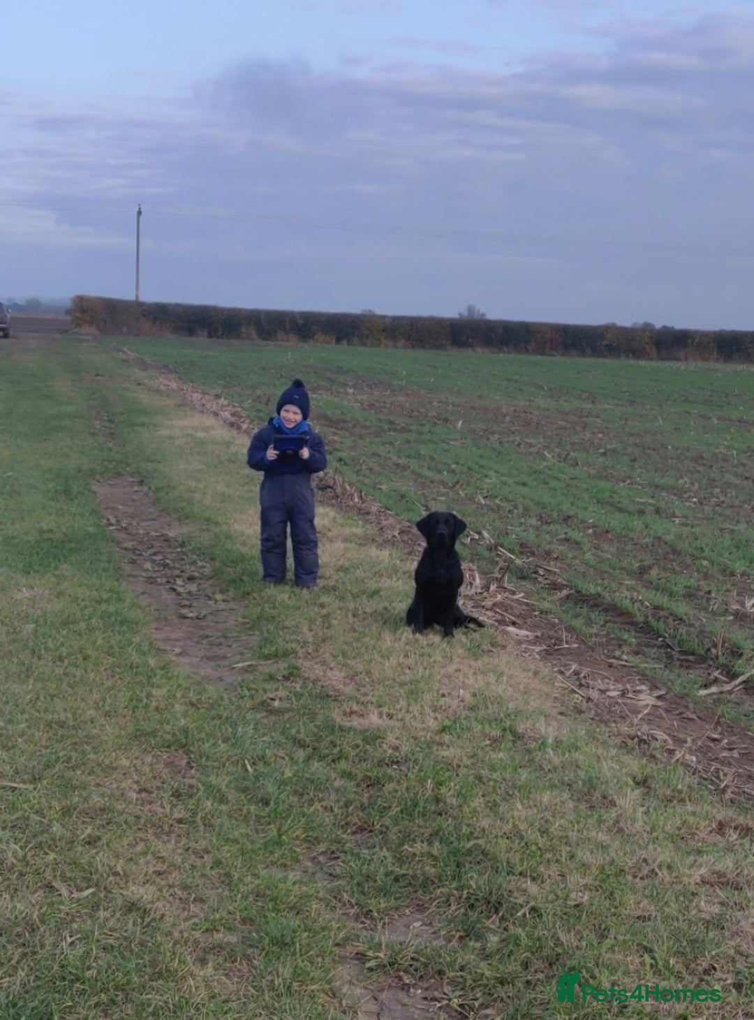 Labrador Retriever dogs for sale: KC Reg Fully Health Tested Black Labrador Puppies - Image 28