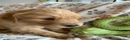 Golden Retriever dogs for sale: Golden Retriever puppies  in Saltburn-by-the-Sea - Advert 15