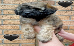 Cavapoo dogs for sale: 💖 Top Quality F1B Cavapoo Puppies DNA TESTED 💖 - Image 24