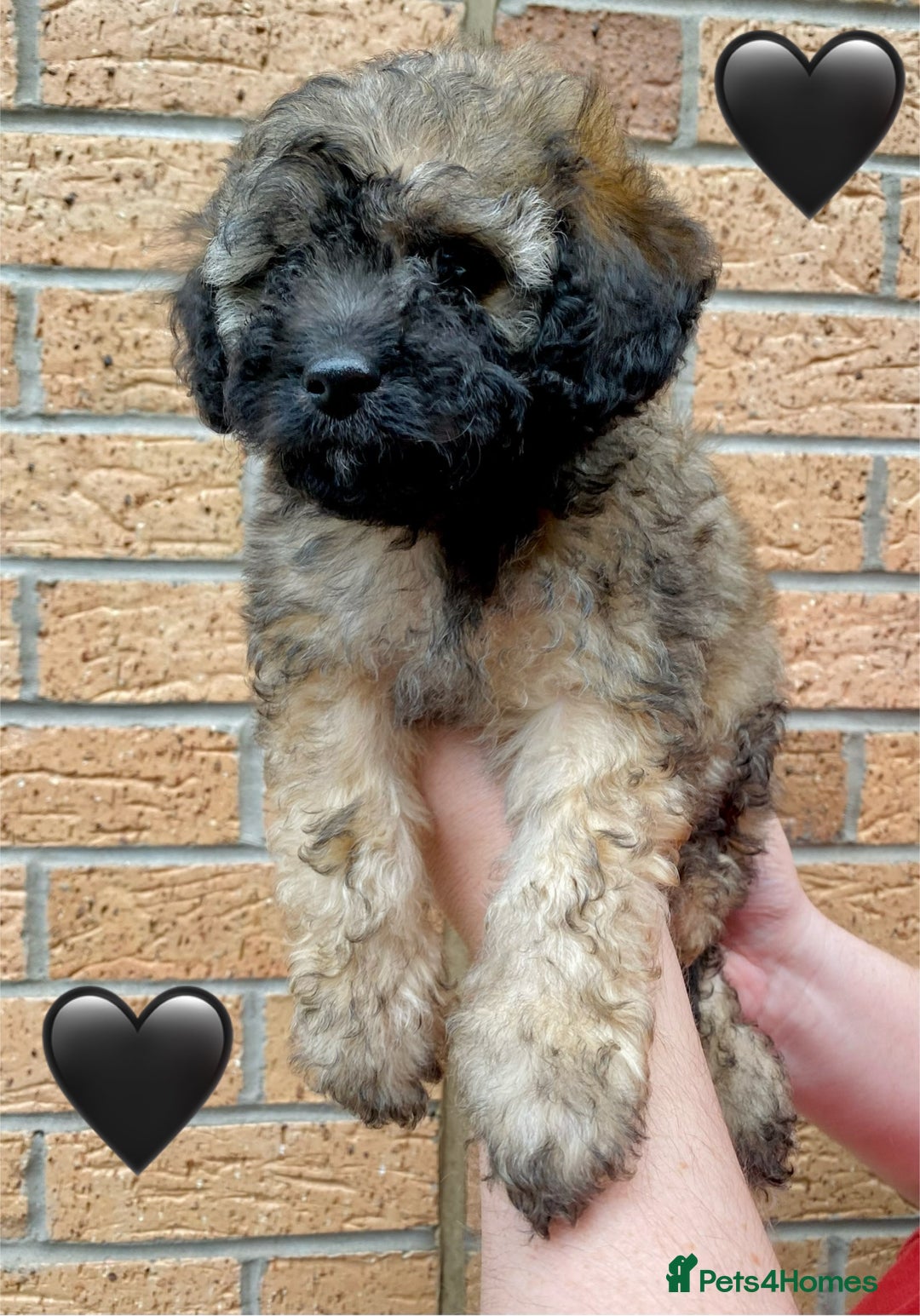 Cavapoo dogs for sale: 💖 Top Quality F1B Cavapoo Puppies DNA TESTED 💖 - Image 24