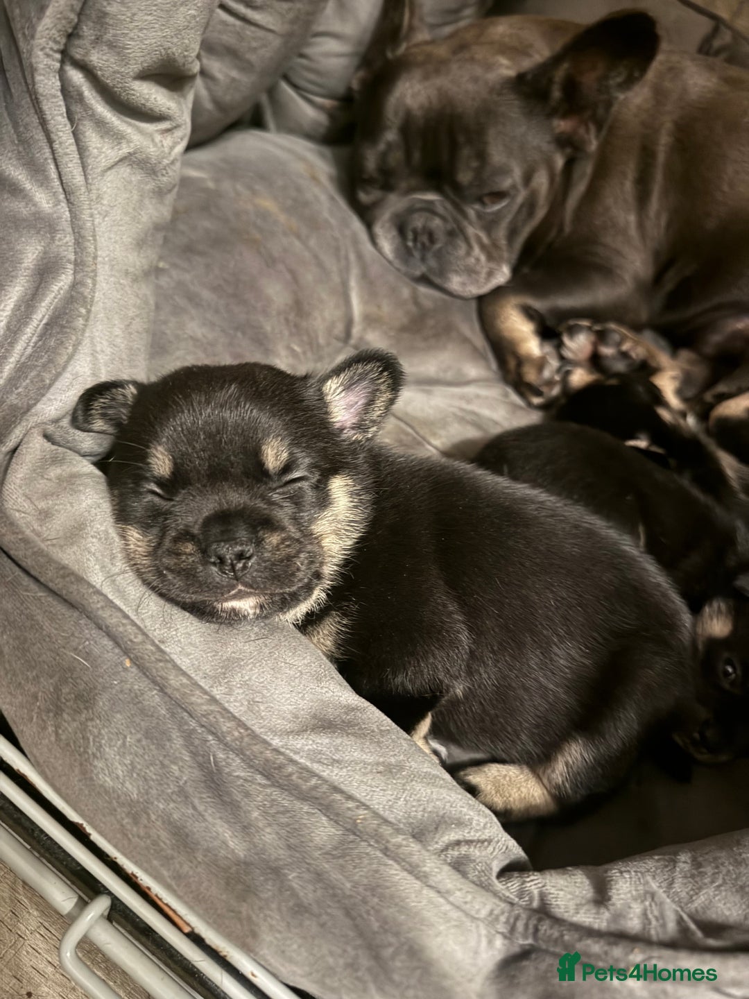 Mixed Breed dogs for sale: French Pom puppies  - Advert 7