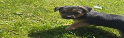 Jack Russell dogs for sale: Jack Russell puppies  - Advert 18