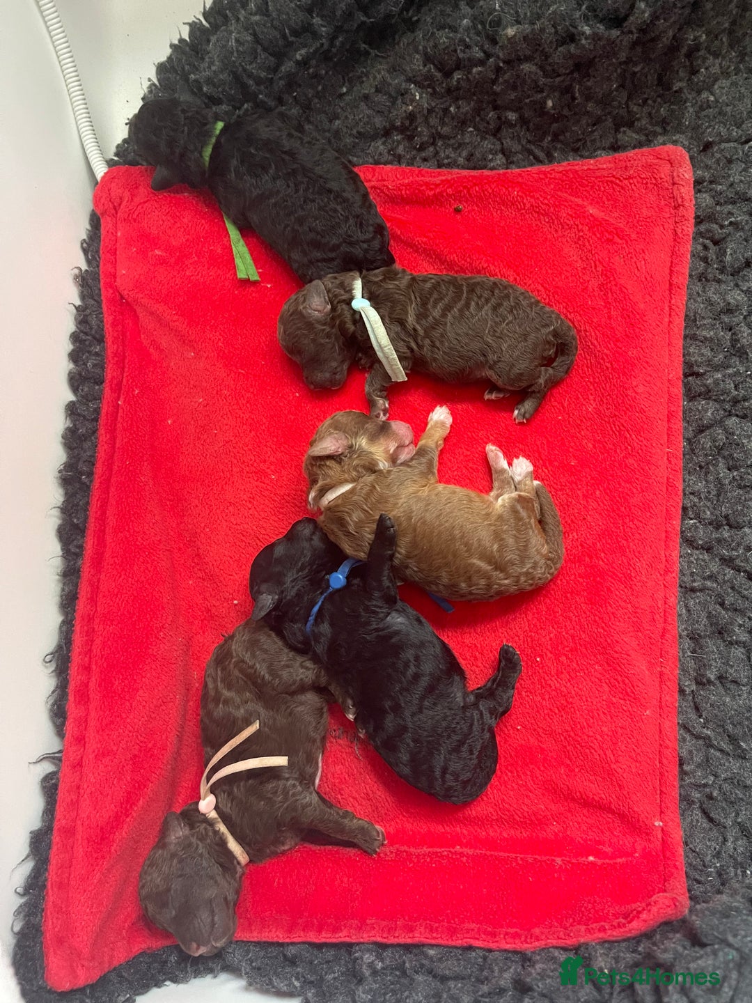 Toy Poodle dogs for sale: Kc registered toy poodle puppies  - Image 1