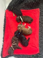 Toy Poodle dogs - Advert 8