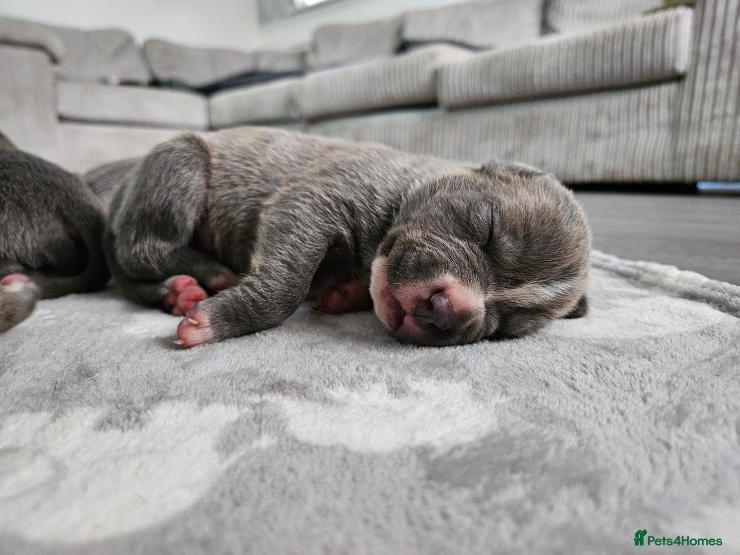 Staffordshire Bull Terrier dogs for sale: Beautiful staffordshire bull terrier puppies - Advert 7