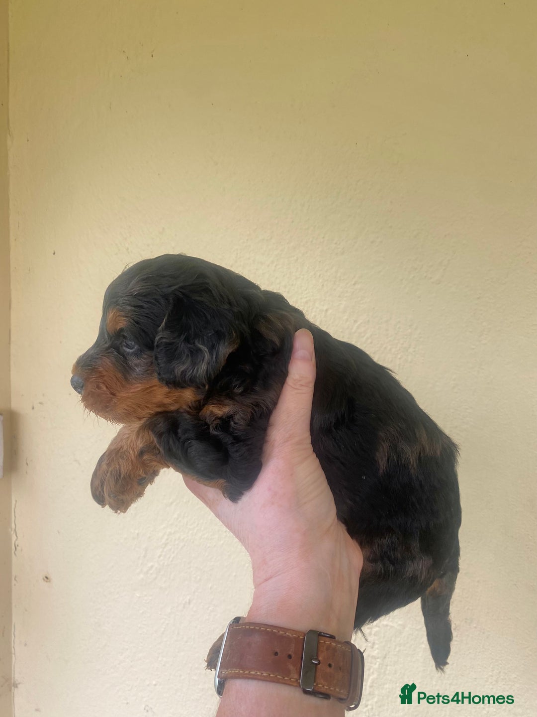 Mixed Breed dogs for sale:  Cavapoo x Cockapoo Ready 9th August - Image 23