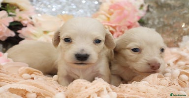 Miniature Dachshund dogs - Advert 7