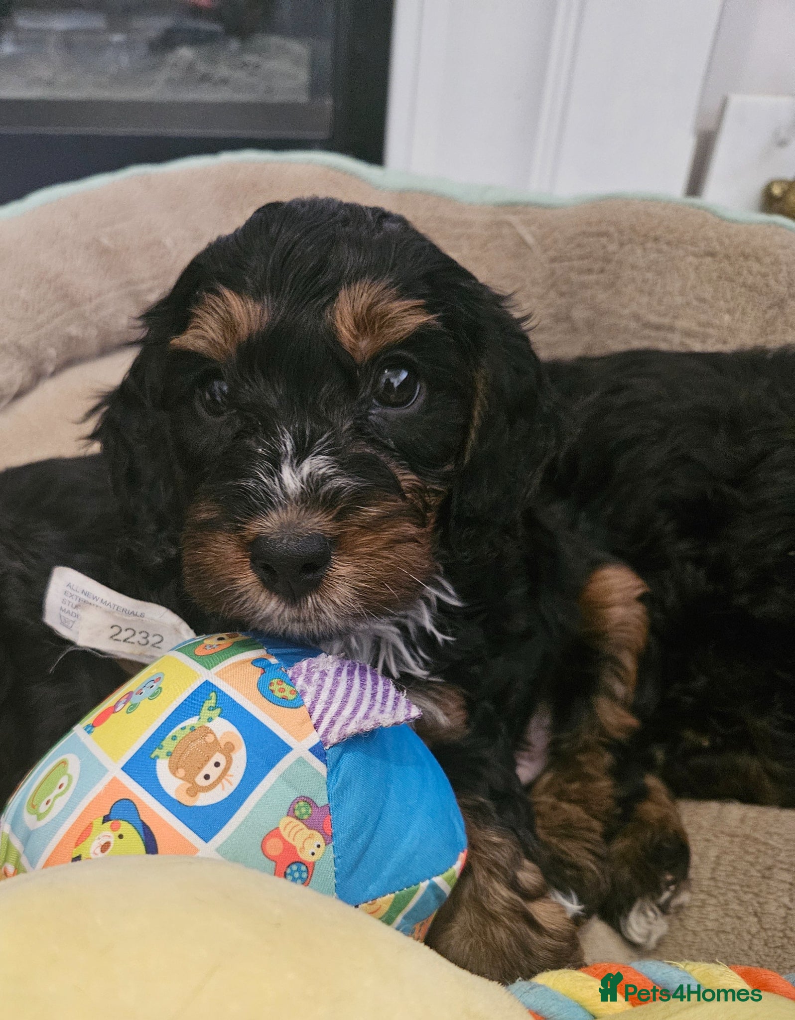Cockapoo dogs licensed breeder, ready for their forever homes!  - Advert 1
