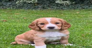 Cocker Spaniel dogs - Advert 15