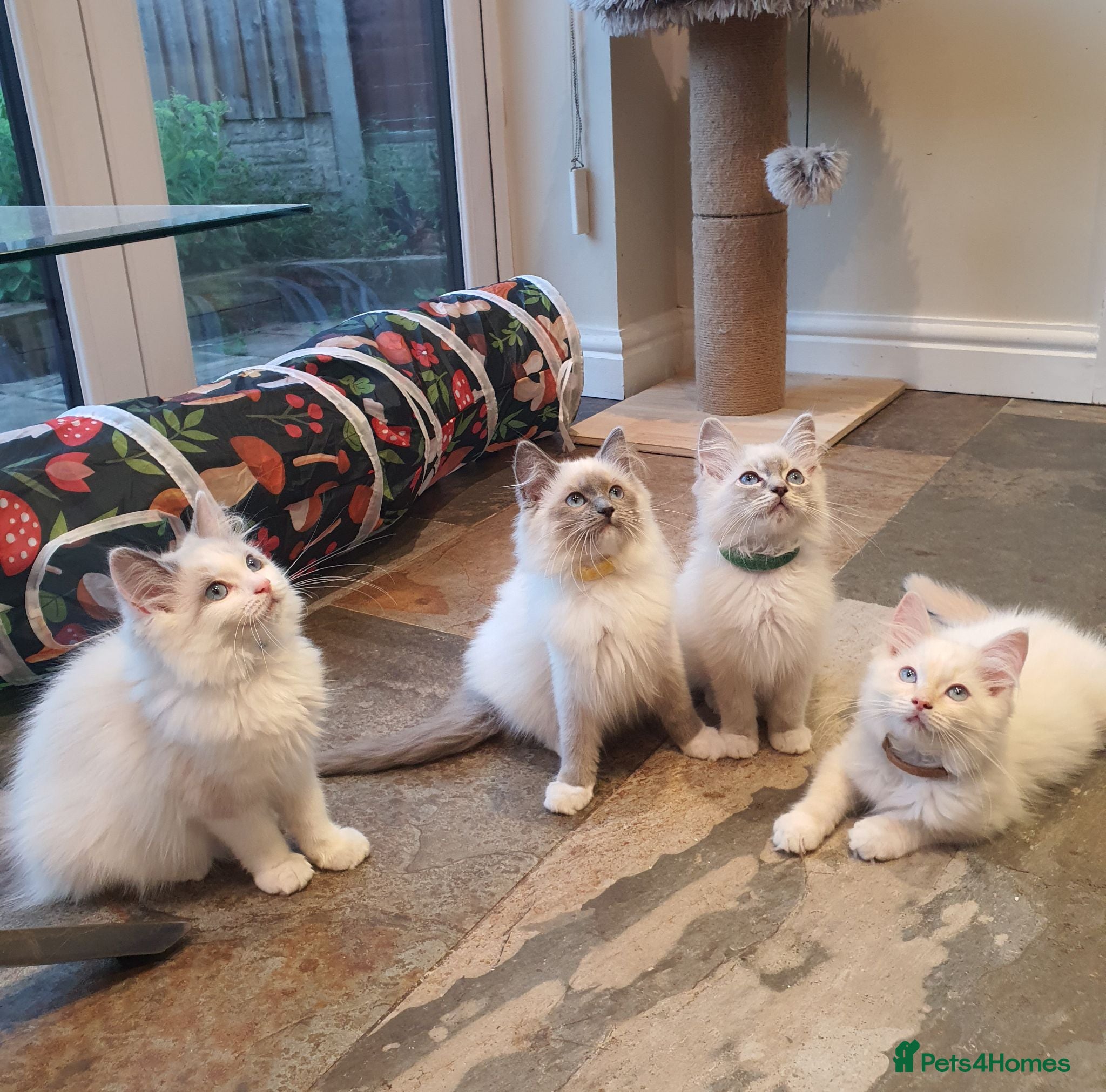 Ragdoll cats for sale: 💖Very Beautiful GCCF Registered Ragdoll Kittens. - Advert 3
