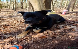 Rottweiler dogs for stud: Rottweiler cross for stud - Image 20