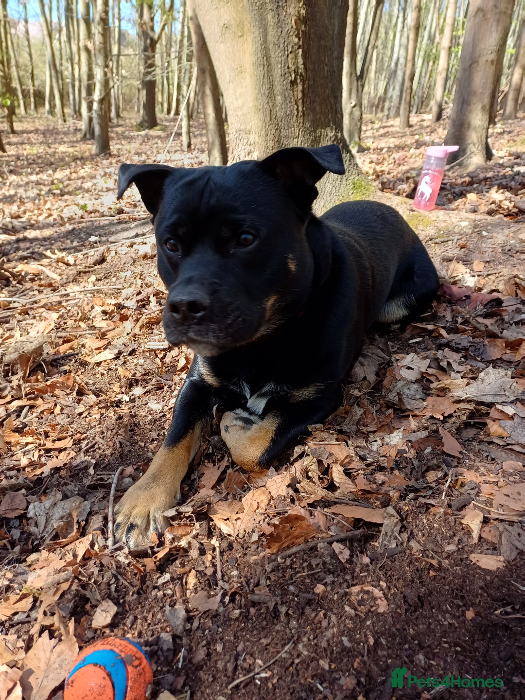 Rottweiler dogs for stud: Rottweiler cross for stud - Image 20