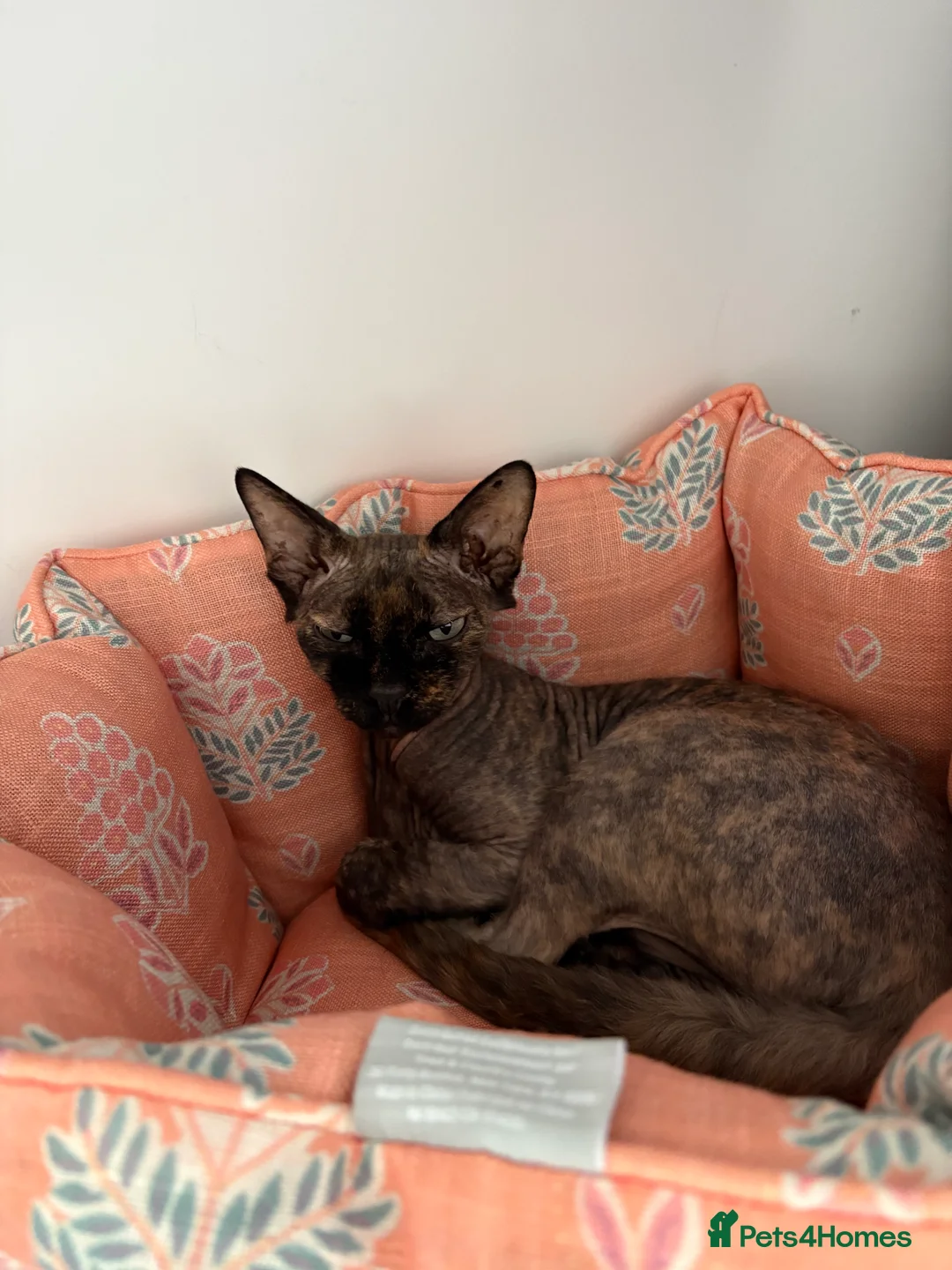 Sphynx cats for sale: Lovely Sphynx cat - Advert 2