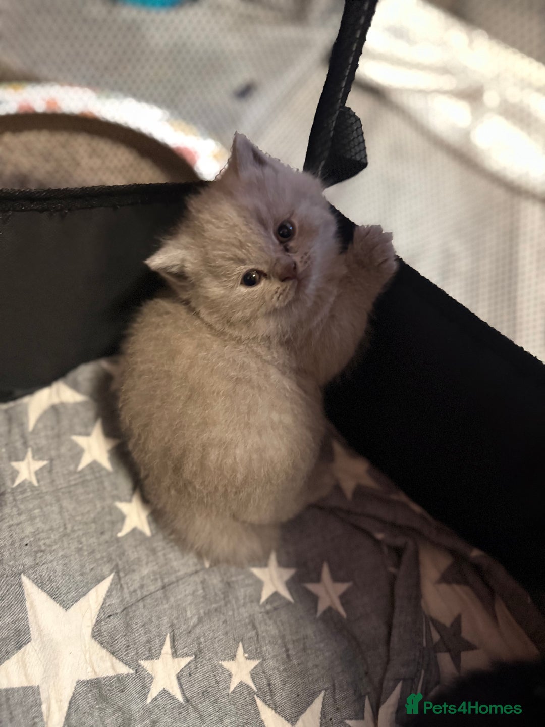 British Shorthair cats for sale: Beautiful British shorthair champion bloodlines - Image 7