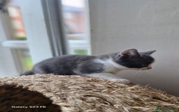 Mixed Breed cats for sale: British short-hair cross kittens - Image 2