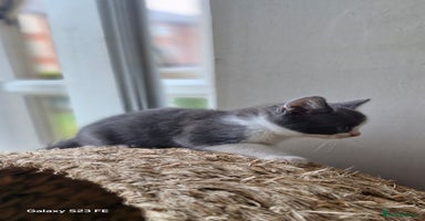Mixed Breed cats - Advert 11