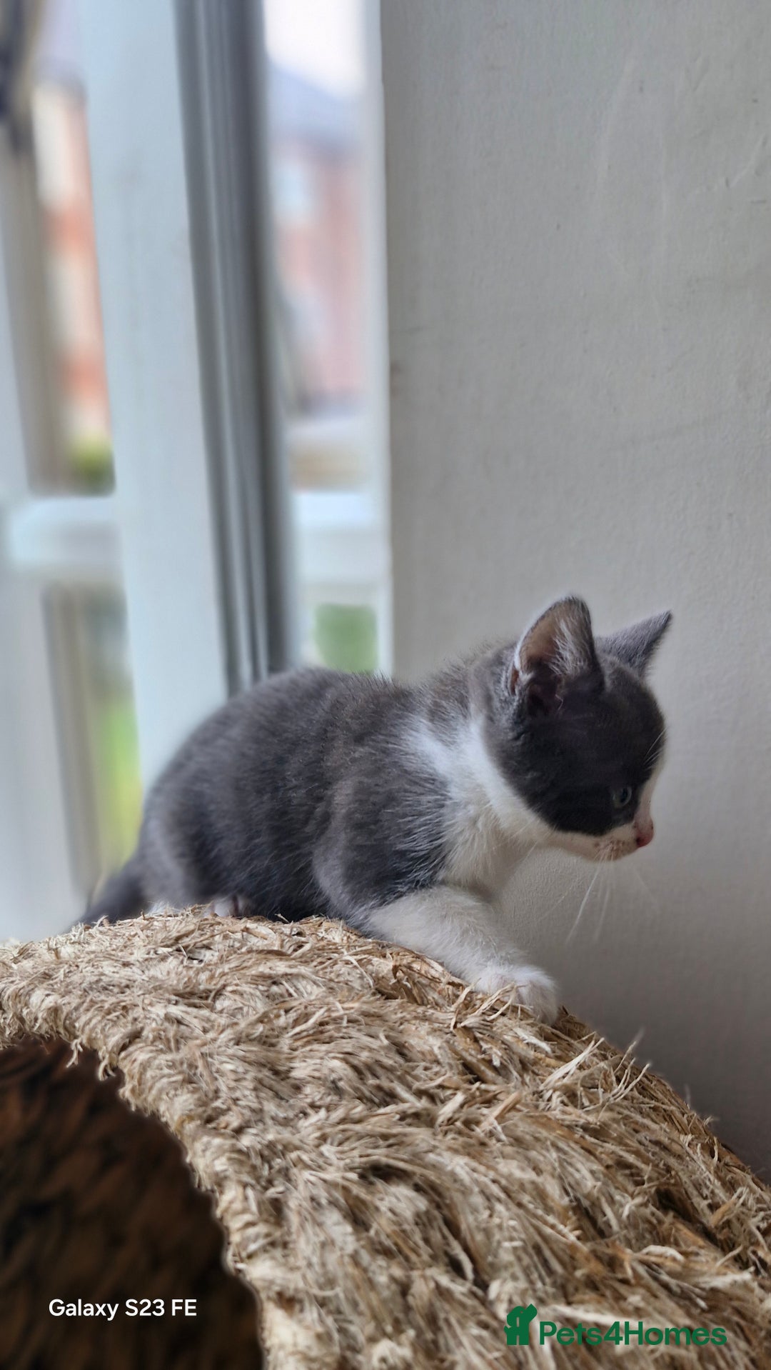 Mixed Breed cats for sale: British short-hair cross kittens - Image 2