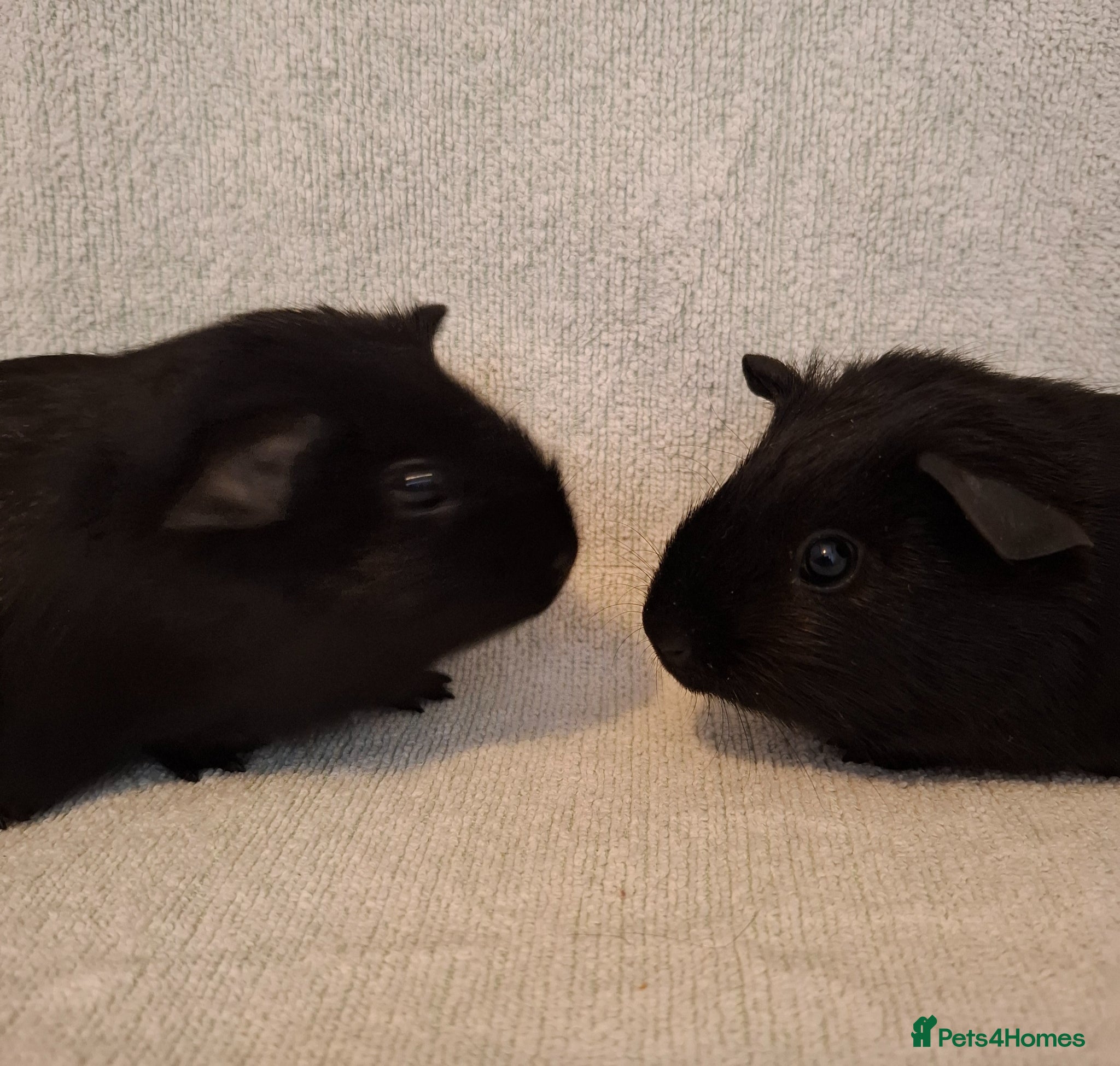 Guinea Pig rodents Baby Guinea Pigs - Advert 19