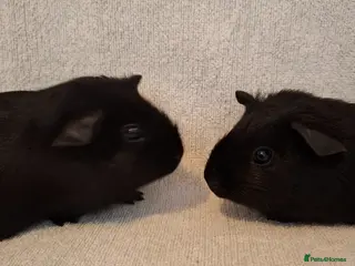 Guinea Pig rodents Baby Guinea Pigs - Advert 19