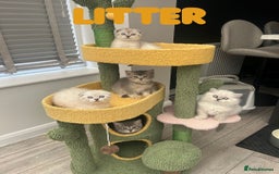 Scottish Fold cats for sale: 🐾 Stunning Scottish Fold Kittens - Ready Soon!🐾 - Image 1