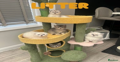 Scottish Fold cats - Advert 6