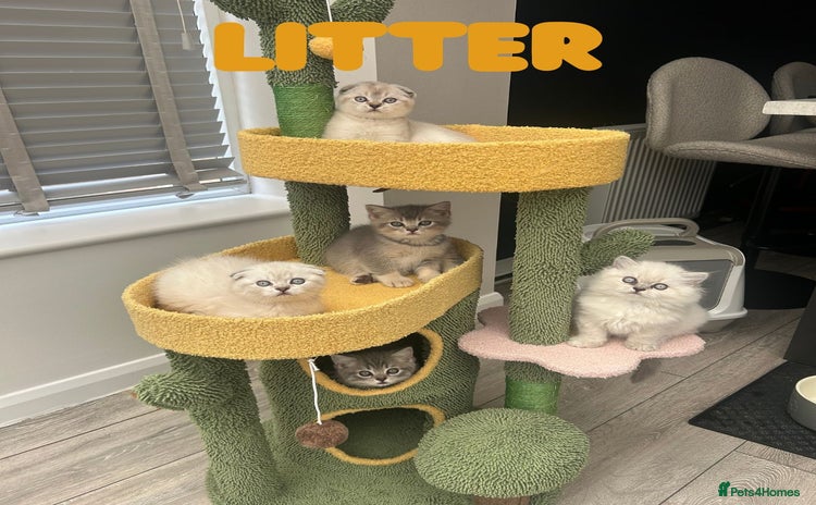 Scottish Fold cats - Advert 4